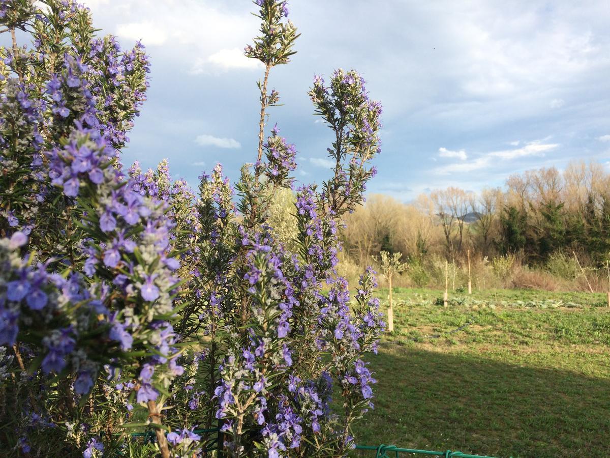 Agriturismo Il Pettirosso Guest House Forli Exterior photo